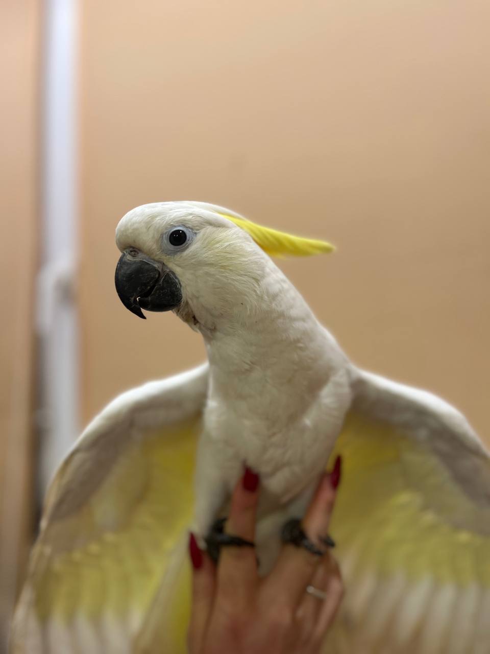Чарівний какаду