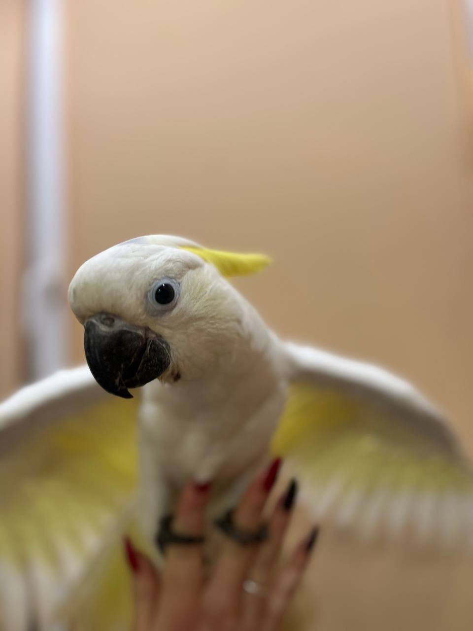 Чарівний какаду