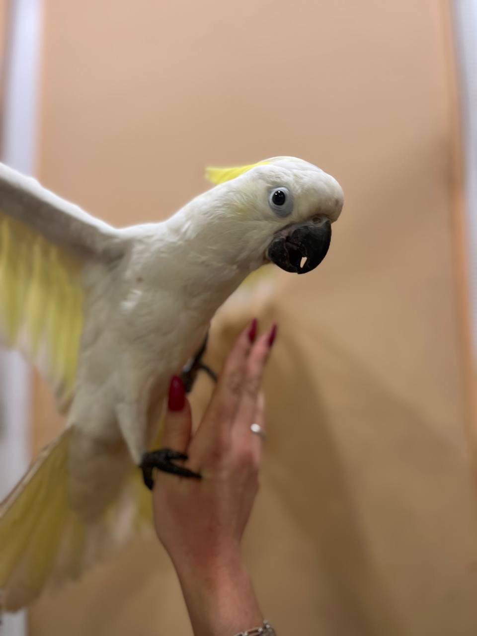 Чарівний какаду