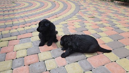 Бельгійська вівчарка грюнендаль