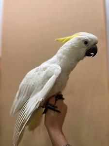 Чарівний какаду