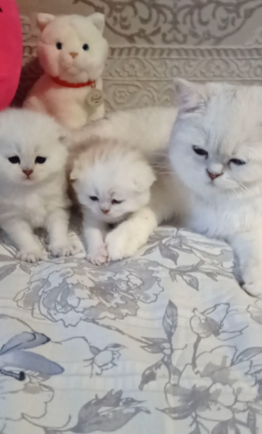 Кошеня срібна шиншила хлопчик