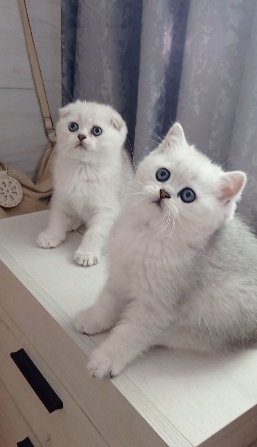 Кошеня срібна шиншила хлопчик