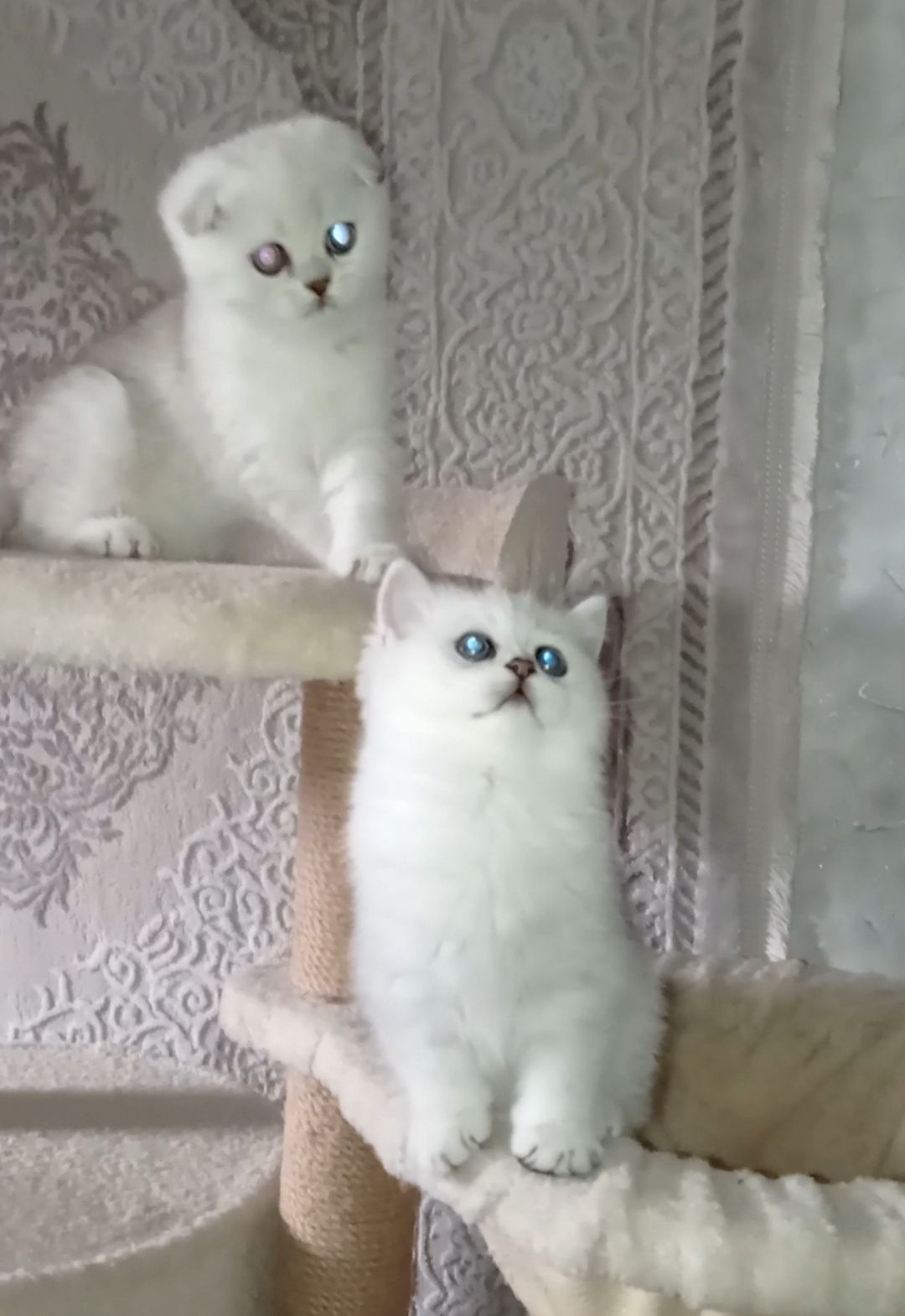 Кошеня срібна шиншила хлопчик