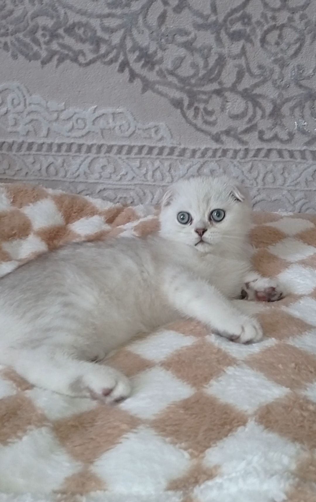 Кошеня срібна шиншила хлопчик