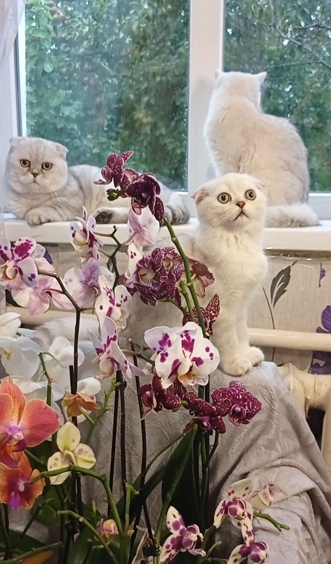 Кошеня срібна шиншила хлопчик