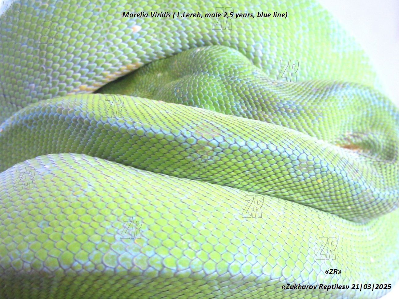 Древесный зеленый питон, Morelia Viridis (l/Lereh)