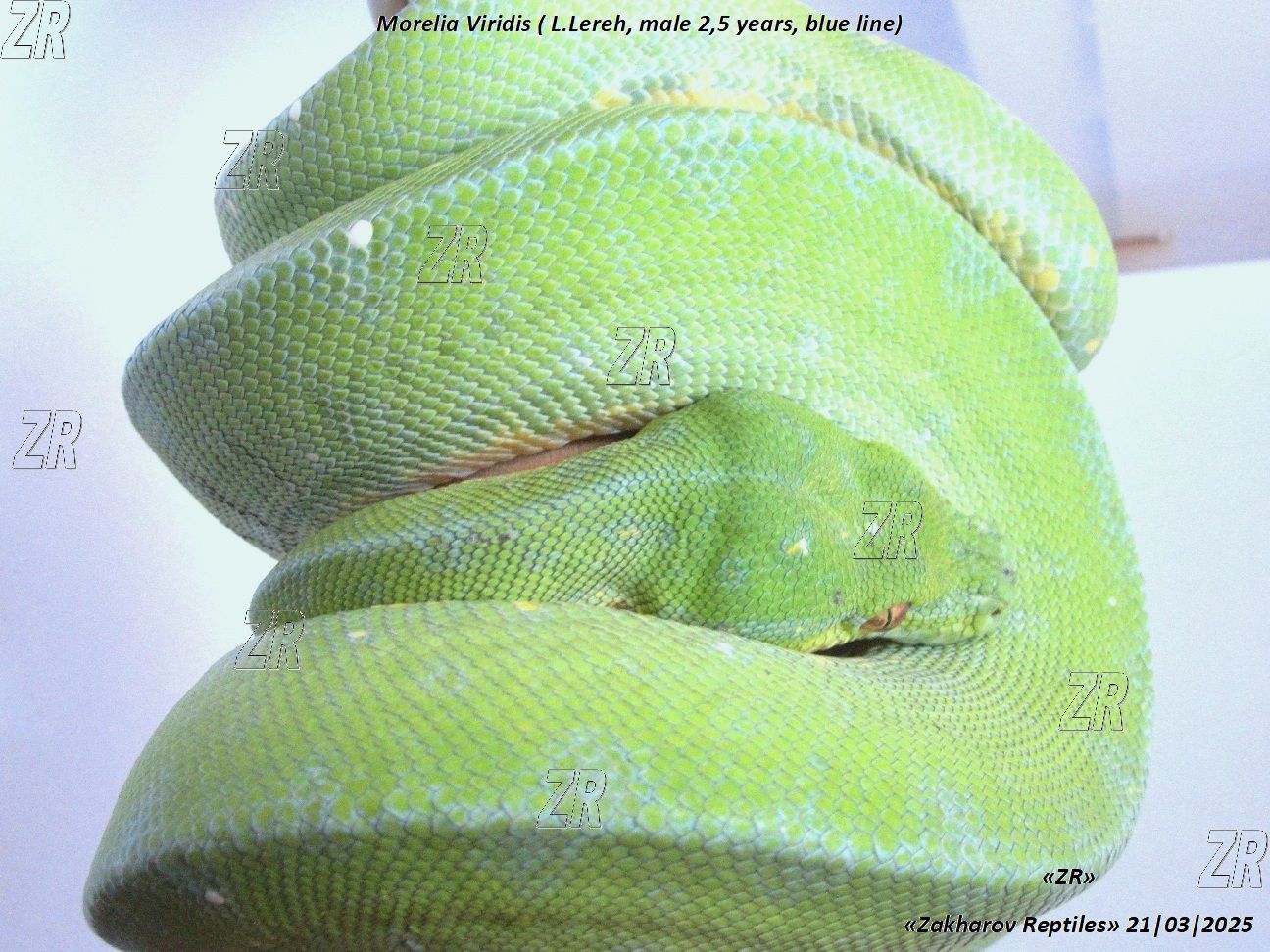 Древесный зеленый питон, Morelia Viridis (l/Lereh)
