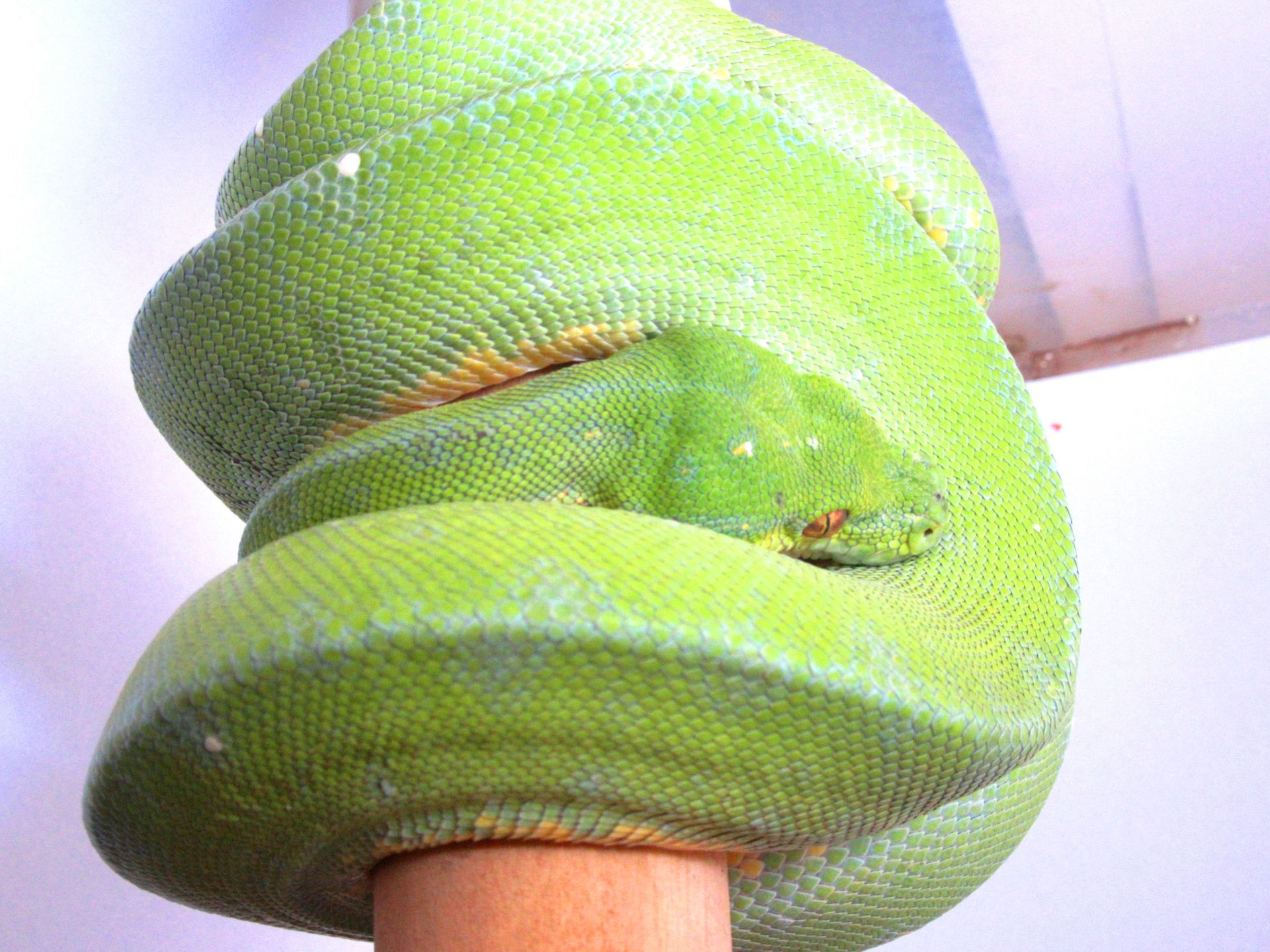 Древесный зеленый питон, Morelia Viridis (l/Lereh)