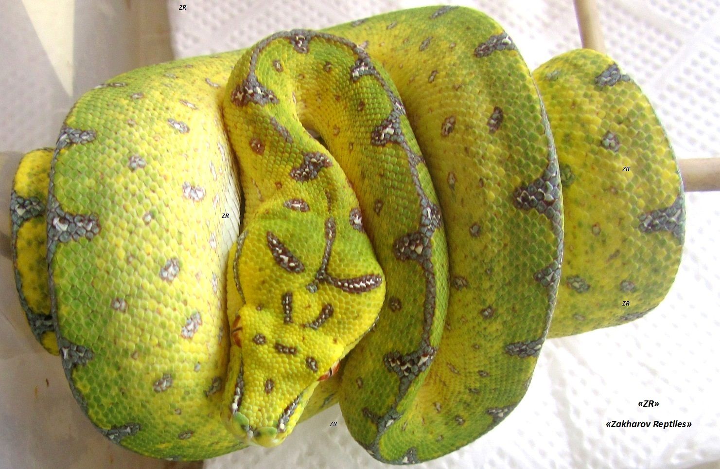 Древесный зеленый питон, Morelia Viridis (l/Lereh)