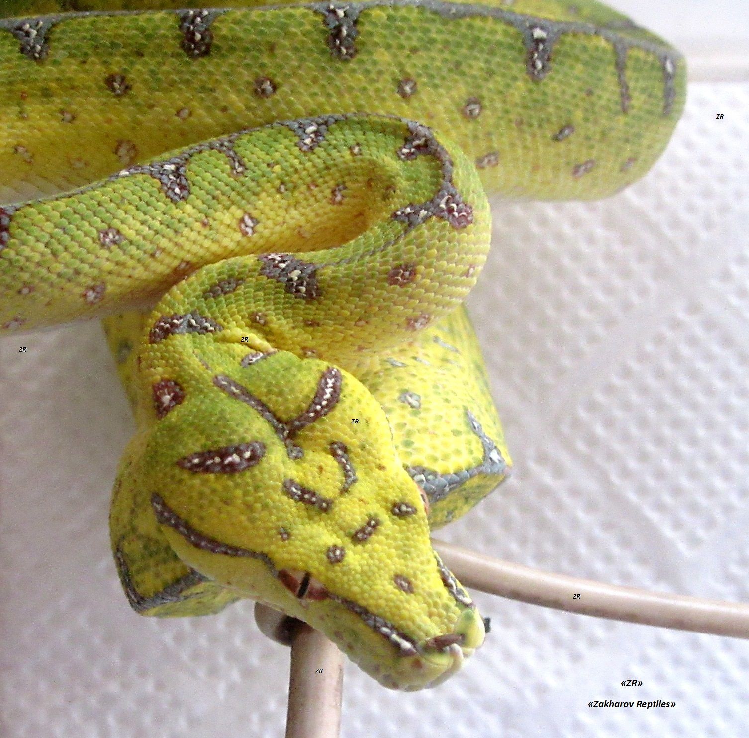Древесный зеленый питон, Morelia Viridis (l/Lereh)