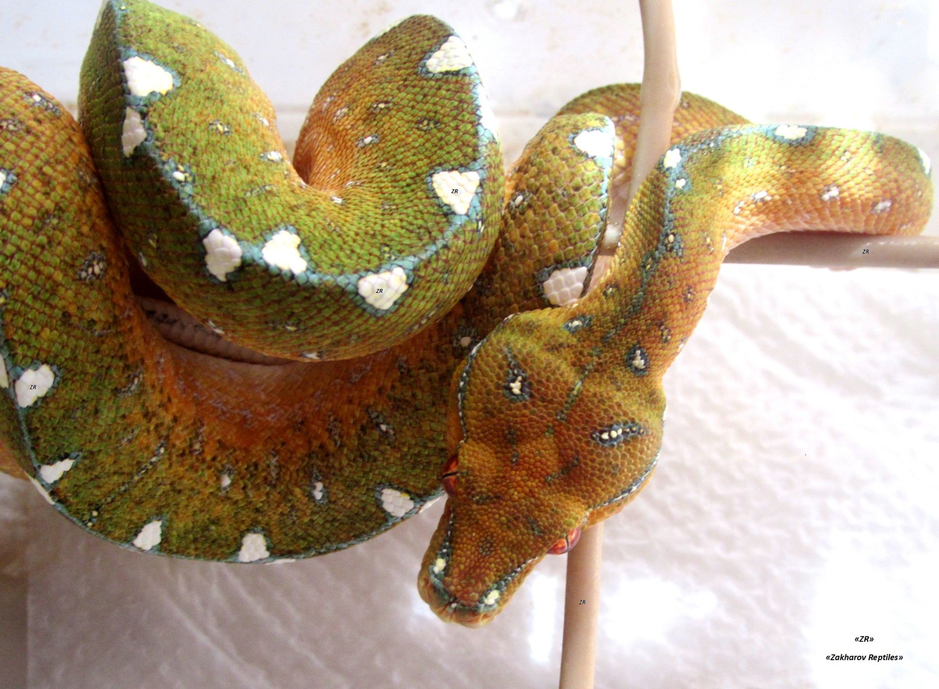 Древесный зеленый питон, Morelia Viridis (l/Lereh)
