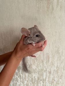 Шиншила