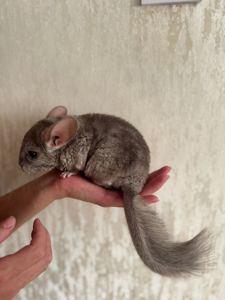 Шиншила