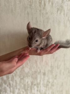 Шиншила