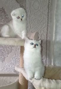 Кошеня срібна шиншила хлопчик