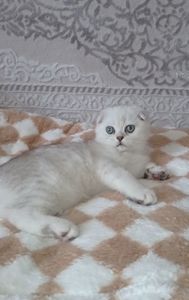 Кошеня срібна шиншила хлопчик