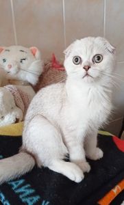 Кошеня срібна шиншила хлопчик