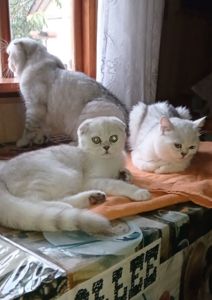 Кошеня срібна шиншила хлопчик