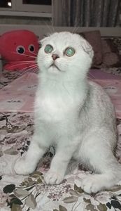 Кошеня срібна шиншила хлопчик