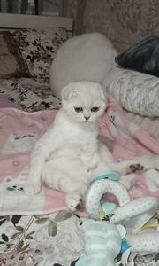 Кошеня срібна шиншила хлопчик