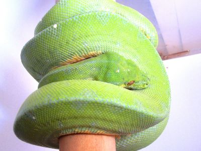 Древесный зеленый питон, Morelia Viridis (l/Lereh)