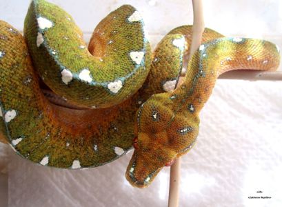 Древесный зеленый питон, Morelia Viridis (l/Lereh)