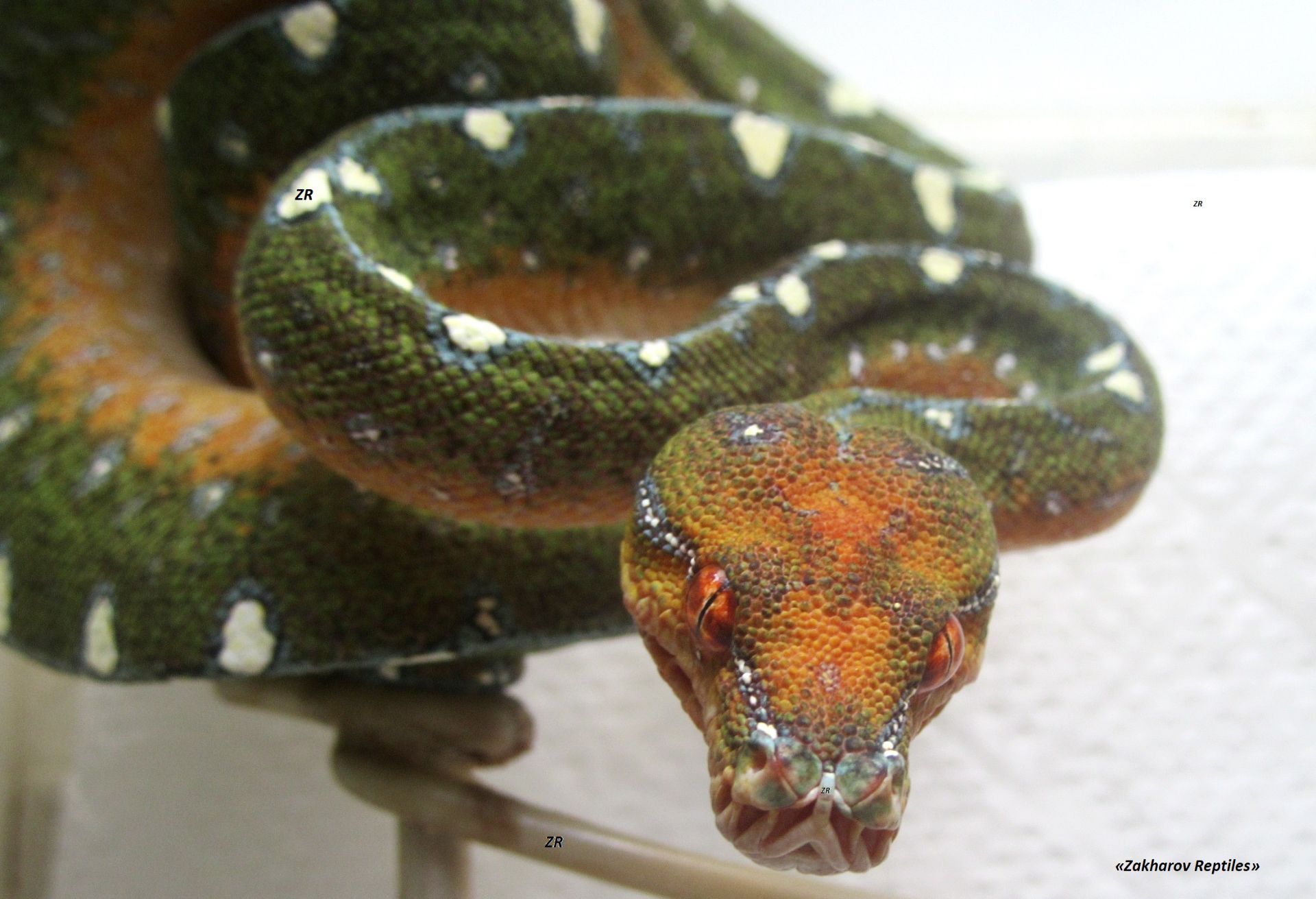 Древесный зеленый питон, Morelia Viridis (l/Lereh)