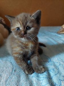Шотланська прямовуха, скотіш страйт