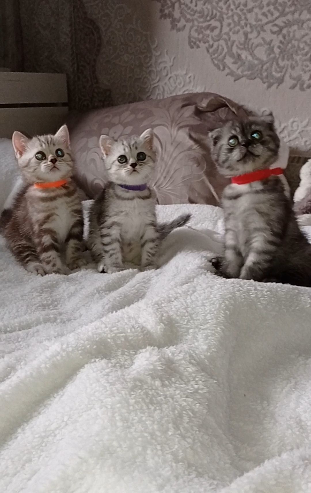 Кошенята шотландці, британці