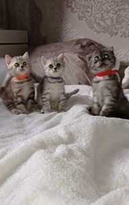 Кошенята шотландці, британці