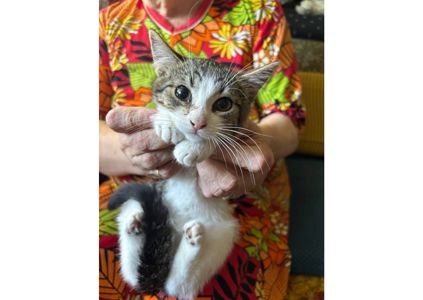 Цей пост - єдиний шанс для сестричок знайти люблячі родини!