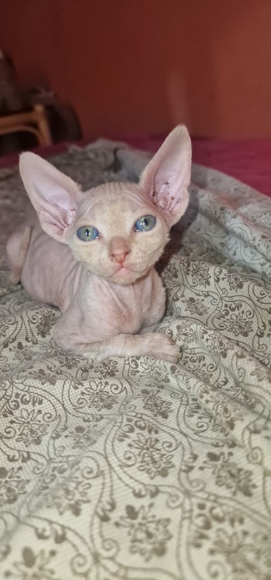 Котята канадского сфинкса