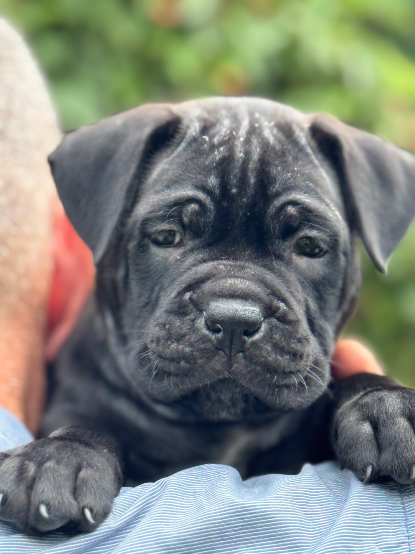 Очаровательные девочки Cane Corso