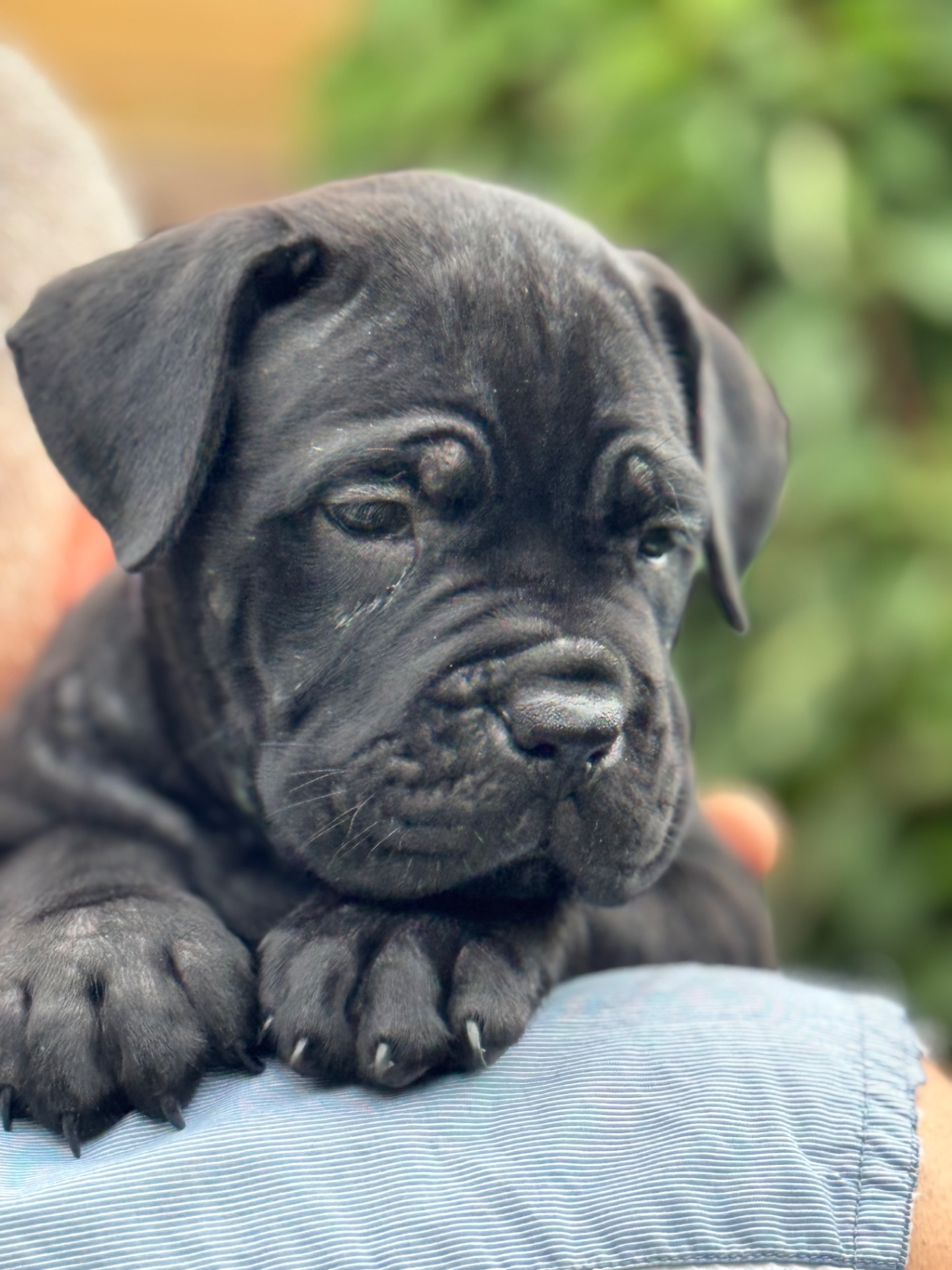 Очаровательные девочки Cane Corso
