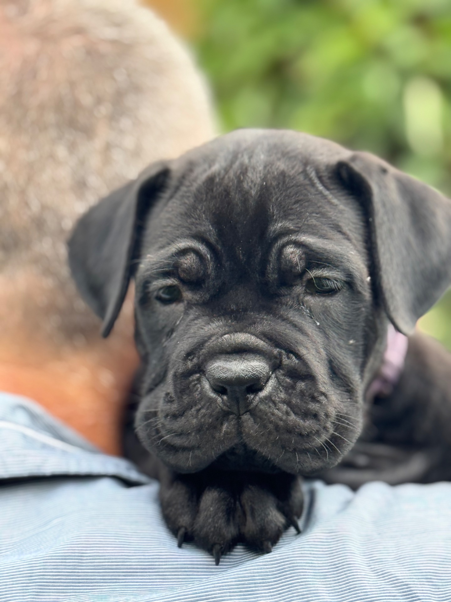 Очаровательные девочки Cane Corso