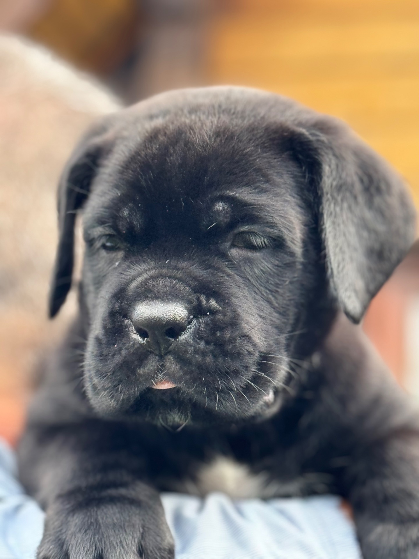 Очаровательные девочки Cane Corso