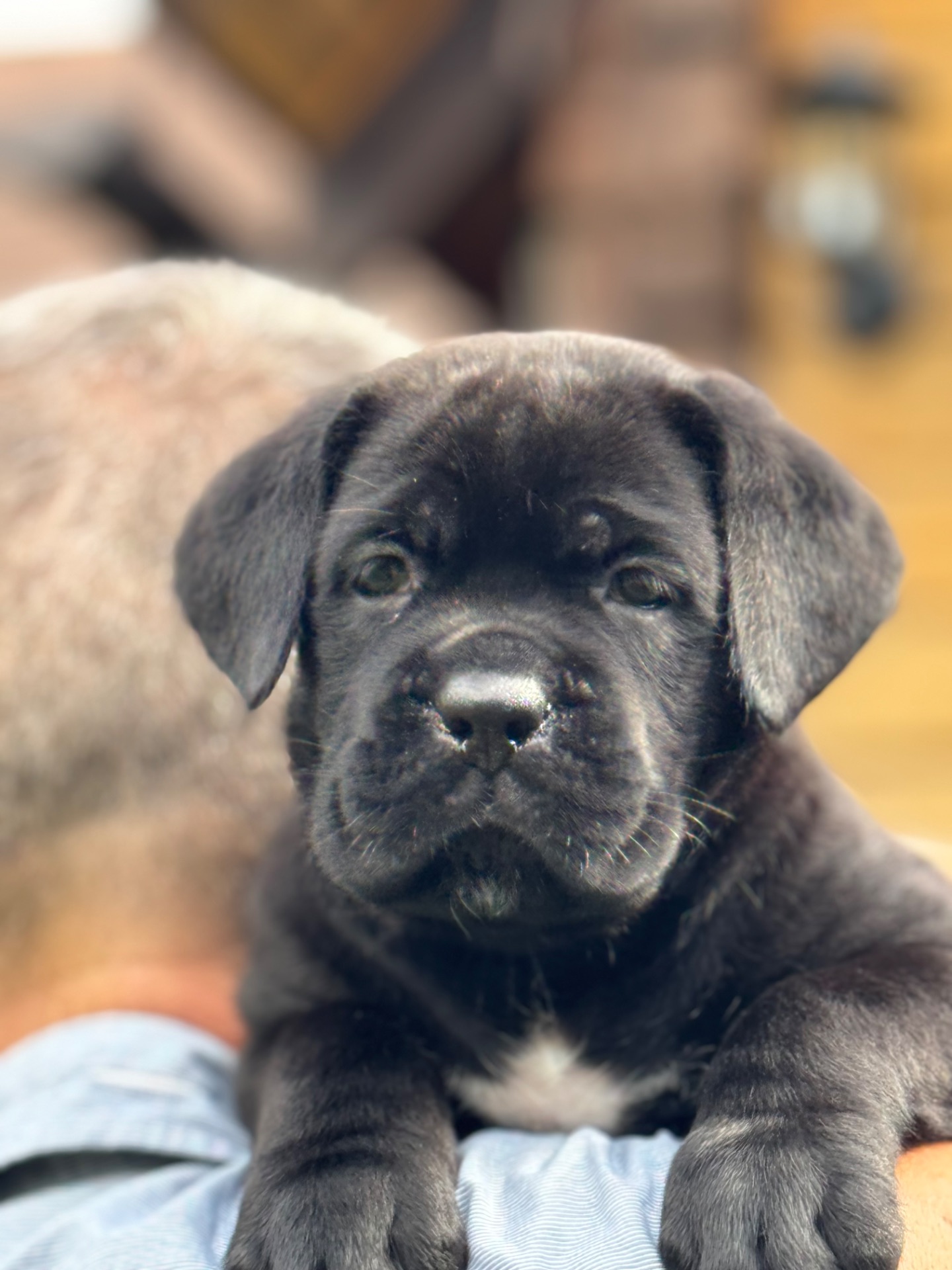 Очаровательные девочки Cane Corso