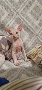 Котята канадского сфинкса