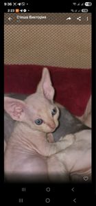 Котята канадского сфинкса