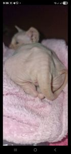 Котята канадского сфинкса