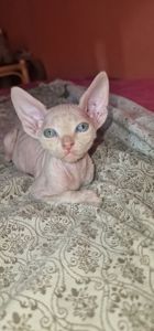 Котята канадского сфинкса