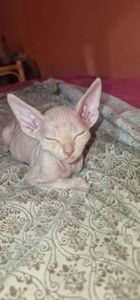 Котята канадского сфинкса