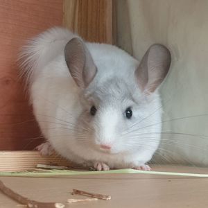 Самец шиншиллы (юниор) белый эбони носитель фиолета и ангоры