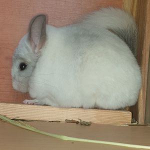 Самец шиншиллы (юниор) белый эбони носитель фиолета и ангоры
