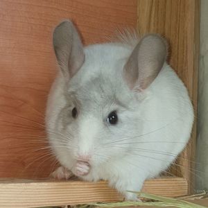 Самец шиншиллы (юниор) белый эбони носитель фиолета и ангоры