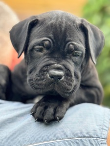 Очаровательные девочки Cane Corso