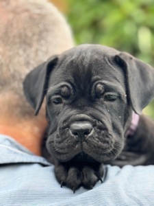 Очаровательные девочки Cane Corso