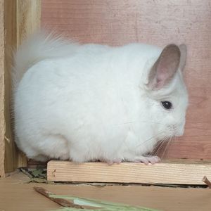 Белоснежный самец шиншиллы (юниор) Бело-розовый эбони носитель ангоры и фиолета