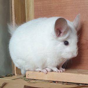 Белоснежный самец шиншиллы (юниор) Бело-розовый эбони носитель ангоры и фиолета